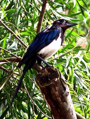 File:Pica serica - Hong Kong.jpg