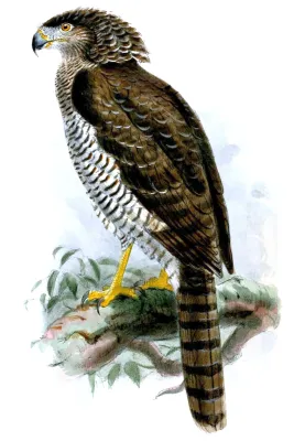 File:Eutriorchis astur.jpg