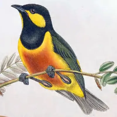 File:Oreocharis arfaki - The Birds of New Guinea (cropped) 2.jpg