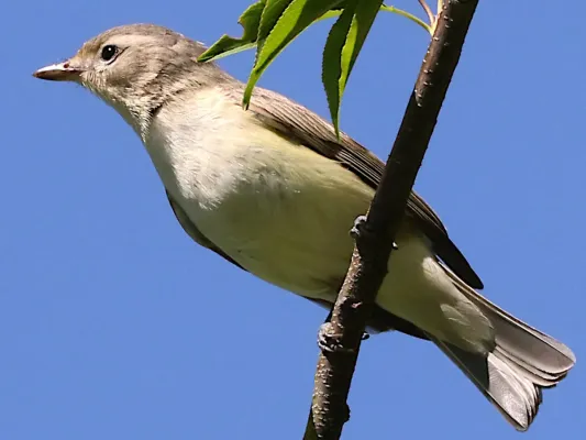 File:Vireo gilvus-perched.jpg