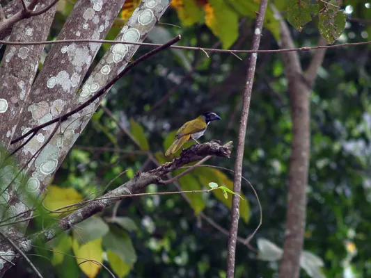 File:Black-headed Saltator (Saltator atriceps).JPG