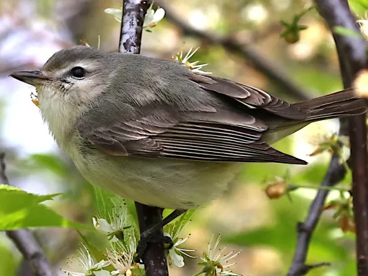 File:Vireo gilvus-profile.jpg