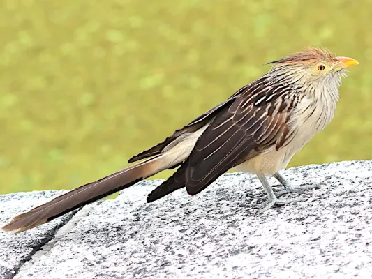 File:Guira guira-standing.jpg