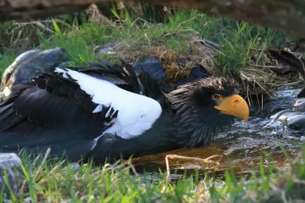 File:Haliaeetus pelagicus, ZOO Praha 910.jpg