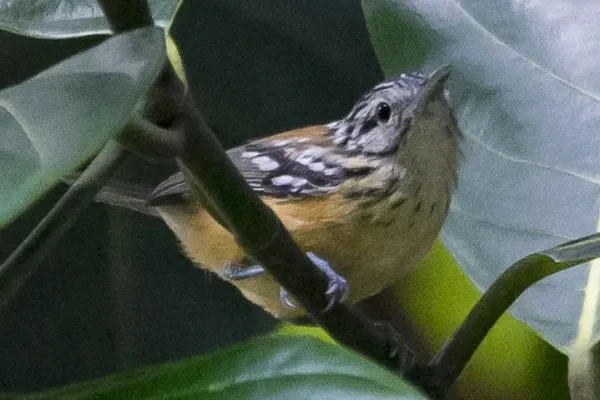 File:Terenura sicki 73971037 (cropped).jpg