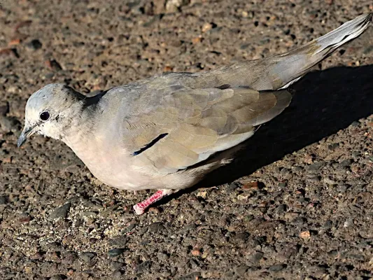File:Columbina picui-dorsal.jpg