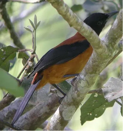 File:Pitohui dichrous.jpg