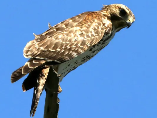 File:Buteo lineatus-perching.jpg