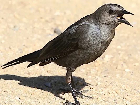 File:Euphagus cyanocephalus-female calling.jpg