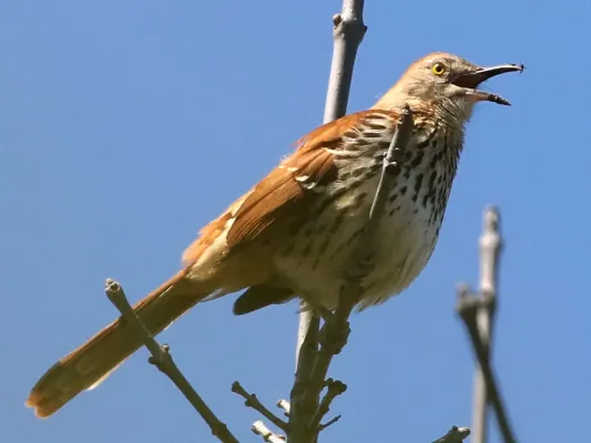 File:Toxostoma rufum-singing.jpg