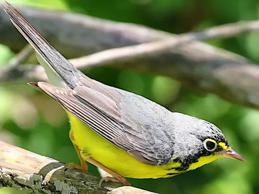 File:Cardellina canadensis-male perching.jpg