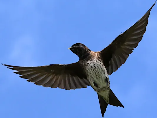 File:Progne subis-female flapping.jpg