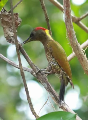 File:Lesser yellownape (Picus chlorolophus).jpg