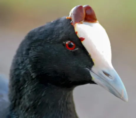 File:Fulica cristata -Cape Town, South Africa -head -adult-8.jpg