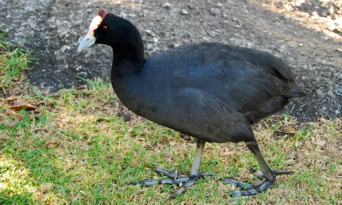 File:Fulica cristata -Cape Town, South Africa -adult-8.jpg