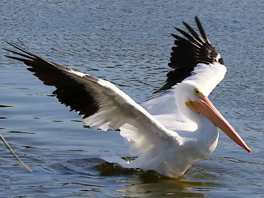 File:Pelecanus erythrorhynchos-lands.jpg