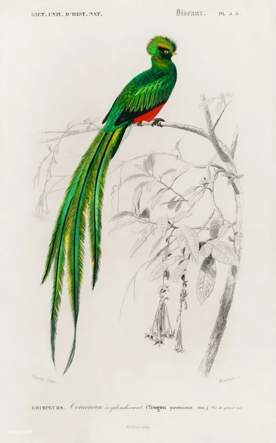 File:Pharomachrus pavoninus(Pavonine quetzal).jpg