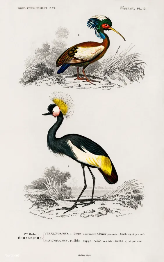 File:Lophotibis cristata (Madagascan ibis); Balearica pavonina (Black crowned crane).jpg