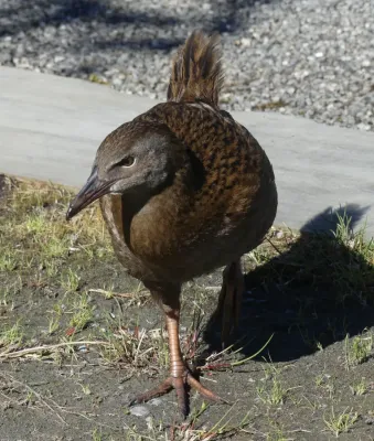 File:Gallirallus australis MRD.jpg