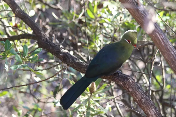 File:Tauraco corythaix 109825801.jpg