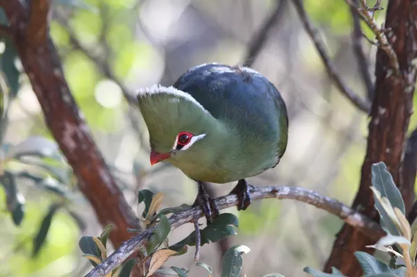 File:Tauraco corythaix 109825797.jpg