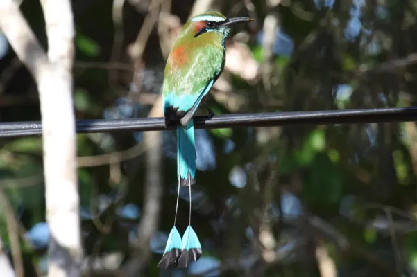 File:Eumomota superciliosa -Mexico-8.jpg