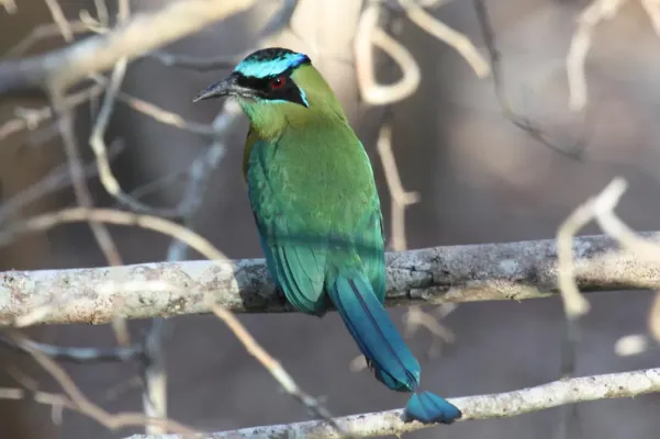 File:Momotus lessonii, Mexico.jpg