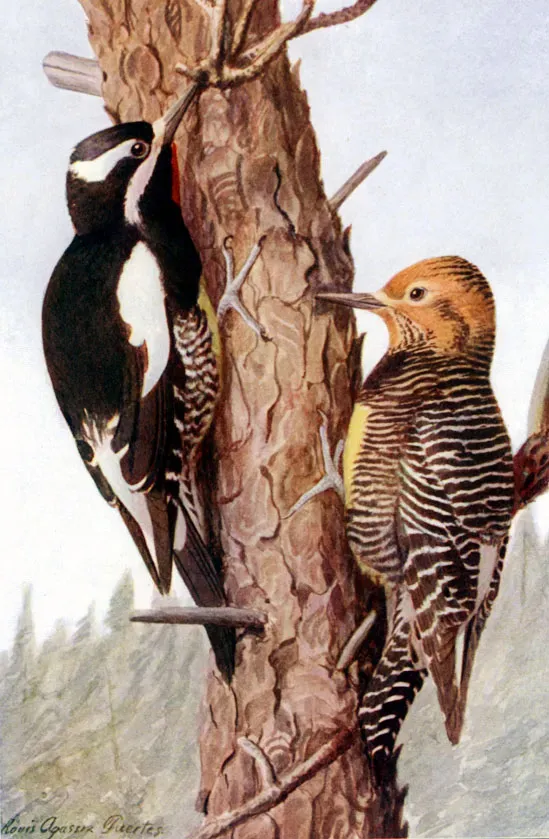 File:Sphyrapicus thyroideusECP01CB.jpg
