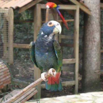 File:Pionus senilis -Macaw Mountain Bird Park, Honduras-8b-4c.jpg