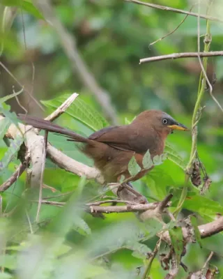 File:Rufous babbler (Argya subrufa).jpg