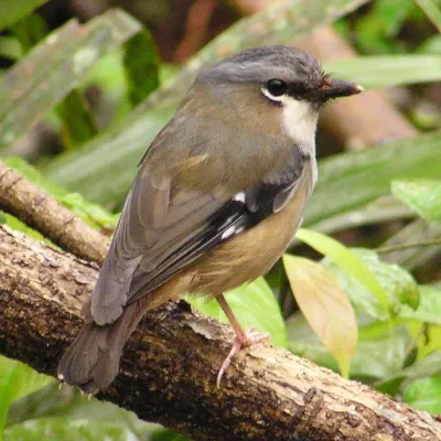 File:Heteromyias albispecularis 1.jpg
