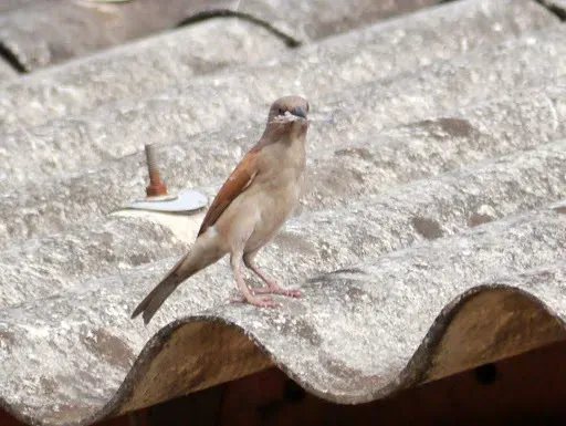 File:Passer griseus 746750.jpg