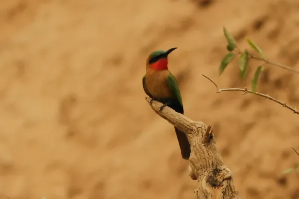 File:Merops bulocki, Kawané, Senegal 56287477.jpg