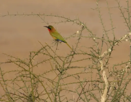 File:Merops bulocki, Matam, Senegal 94952848.jpg