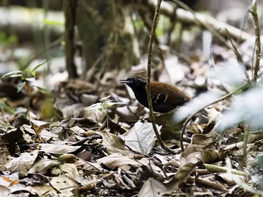 File:Myrmoderus eowilsoni - Cordillera Azul Antbird - male.jpg