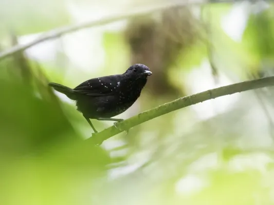 File:Sipia berlepschi - Stub-tailed Antbird - female.jpg