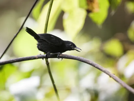 File:Sipia berlepschi - Stub-tailed Antbird - male.jpg