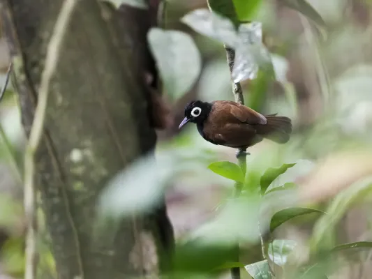 File:Rhegmatorhina gymnops - Bare-eyed Antbird - male.jpg