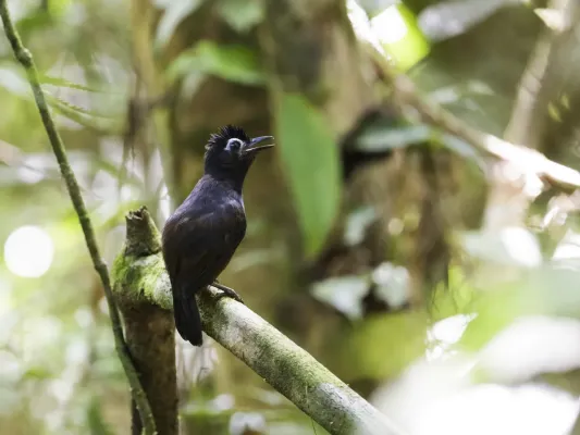 File:Hafferia fortis - Sooty Antbird - male.jpg
