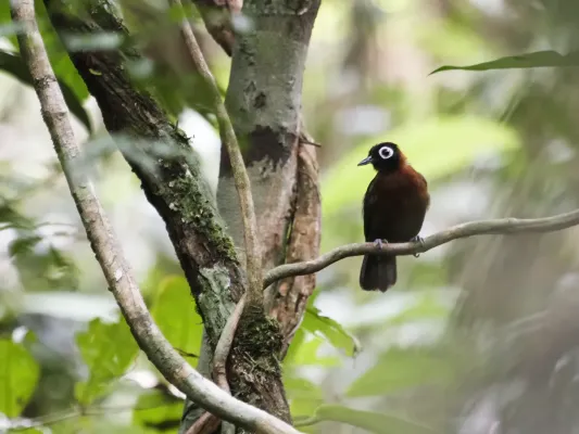 File:Rhegmatorhina cristata - Chestnut-crested Antbird.jpg