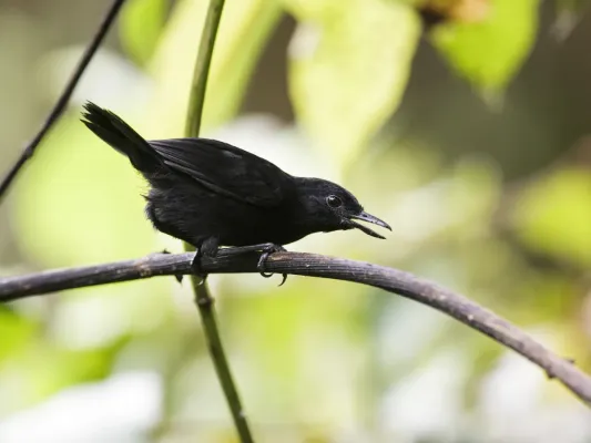 File:Sipia berlepschi - Stub-tailed Antbird - male (cropped).jpg
