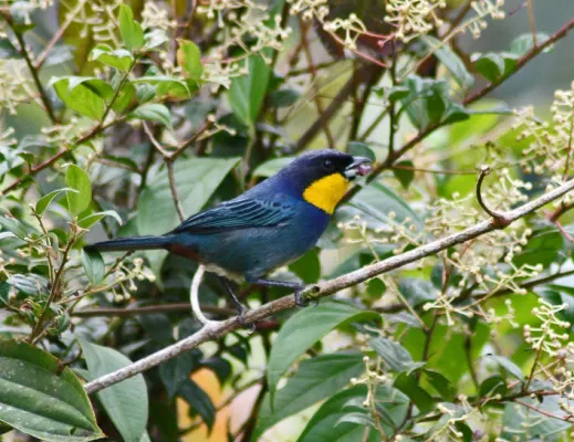 File:Iridosornis porphyrocephalus.jpg