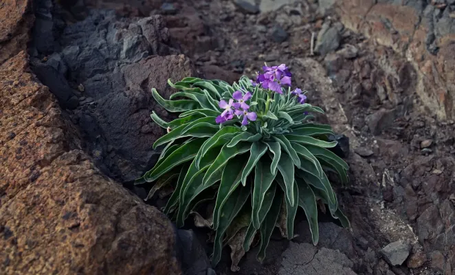 File:Matthiola incana. Ponta de São Lourenço, Madeira, Portugal.jpg