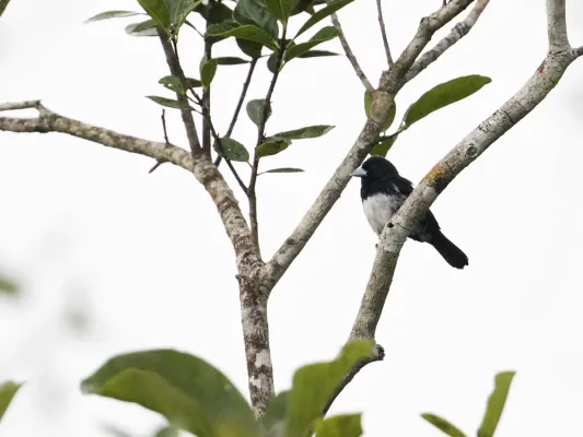 File:Conothraupis mesoleuca - Cone-billed Tanager - male.jpg