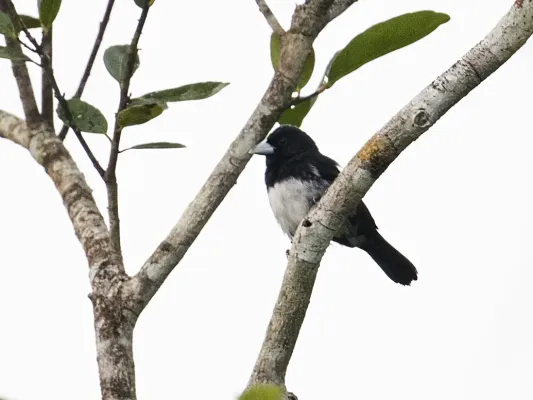File:Conothraupis mesoleuca - Cone-billed Tanager - male (cropped).jpg