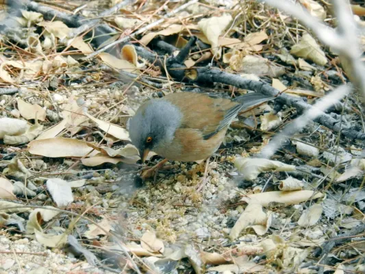 File:Junco bairdi, Sierra de la Laguna, Baja California Sur 1.jpg