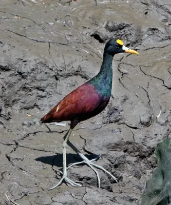 File:Jacana spinosa -Palo Verde National Park, Costa Rica-8.jpg