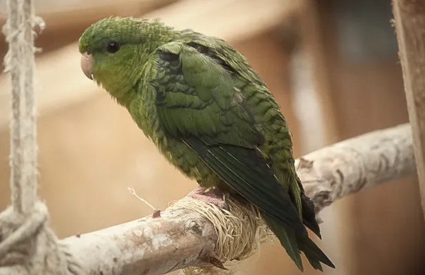 File:Bolborhynchus lineola -captive-8a.jpg