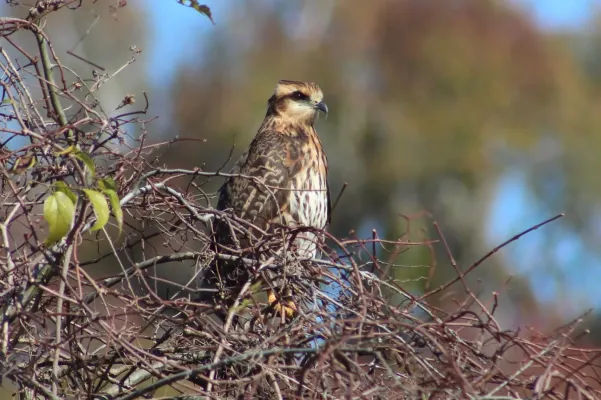 File:Rostrhamus sociabilis 79451237.jpg