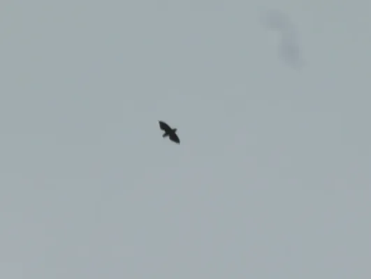 File:Neafrapus cassini 4071451.jpg